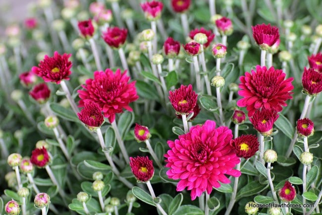 Purple Fall Mums - House of Hawthornes