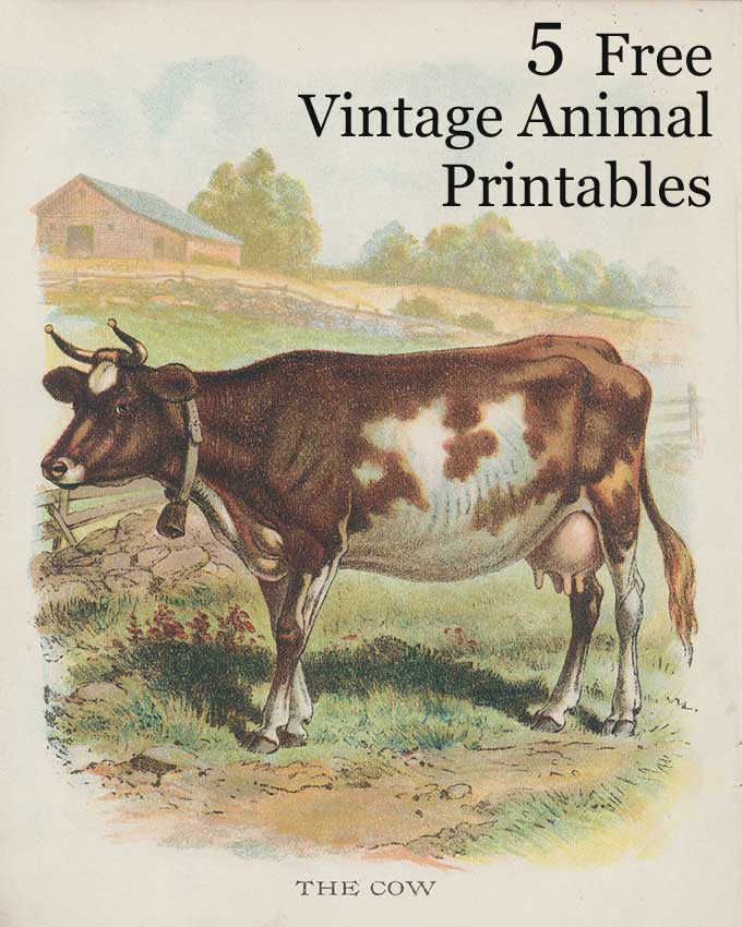Download Vintage Animal Printables - House of Hawthornes