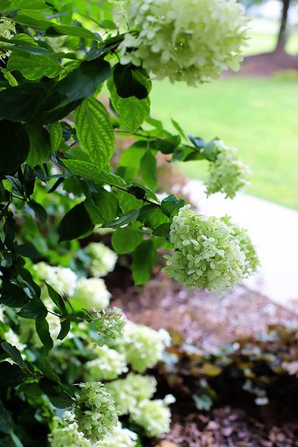 How To Grow Limelight Hydrangea House Of Hawthornes 2440