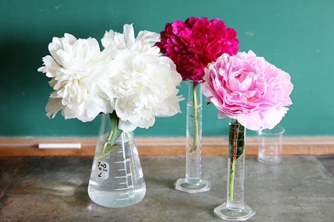 How To Grow Peonies - Your Complete Guide - House of Hawthornes