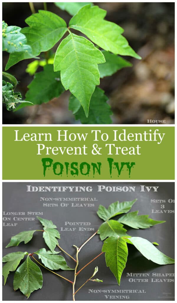 Poison Ivy 101 How To Identify Treat And Prevent House Of Hawthornes