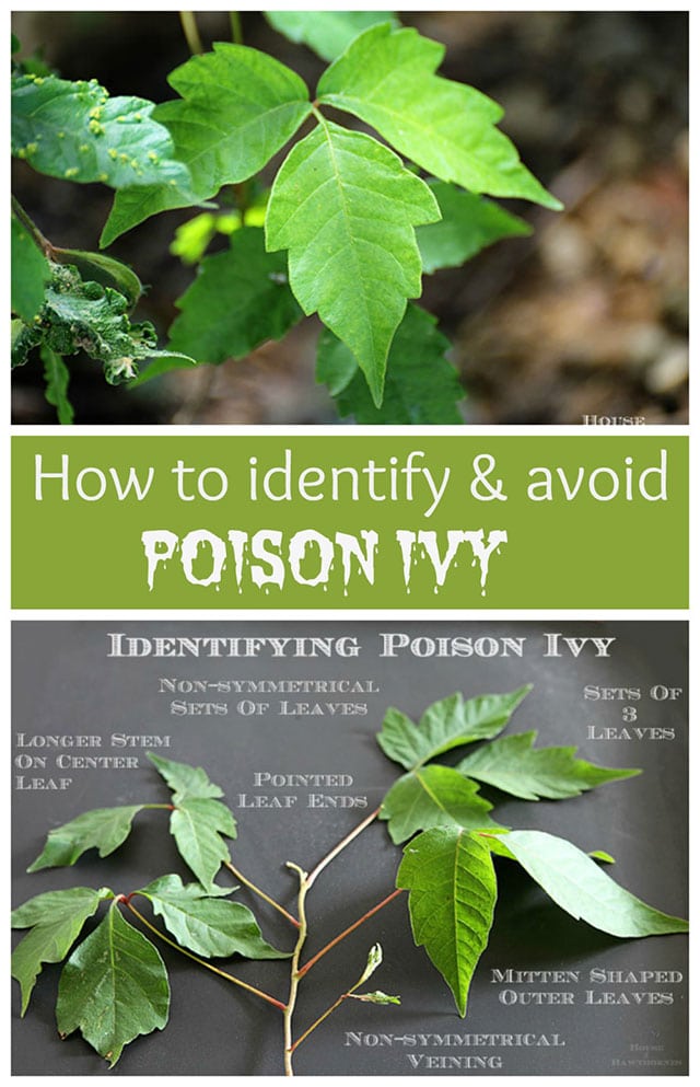 How To Identify And Treat Poison Ivy - House of Hawthornes