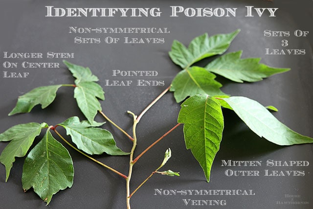 How to identify poison ivy and ways to help prevent getting a rash from it.