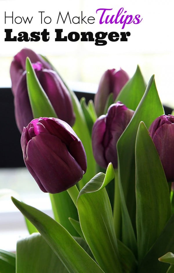 How To Care For Cut Tulips | No More Drooping