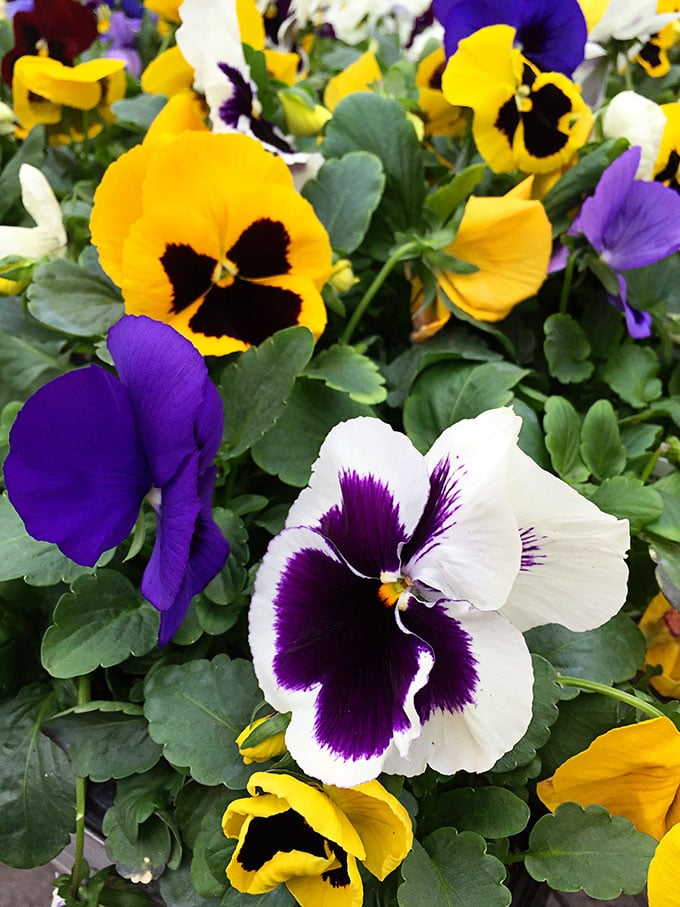 Pansy (Viola x wittrockiana) - Cold tolerant early spring flowers to plant now and enjoy all spring long. These colorful plants can survive a light frost and keep looking great.