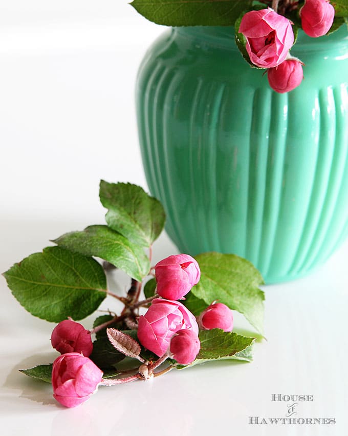 Pink crabapple blossoms in a jadeite green pitcher