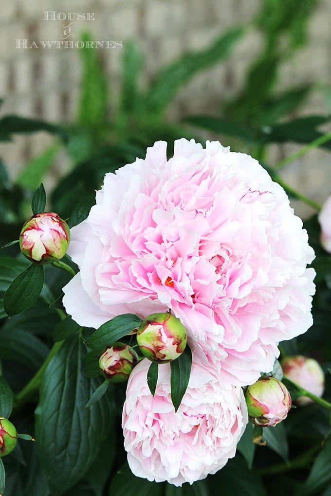 AWESOME TIPS on how to grow peonies. Everything from soil conditions to USDA zones to ants and including how and when to cut a peonies bouquet.. #gardeningtips #peonies