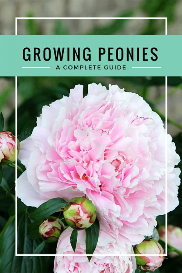 How To Grow Peonies - Your Complete Guide - House Of Hawthornes