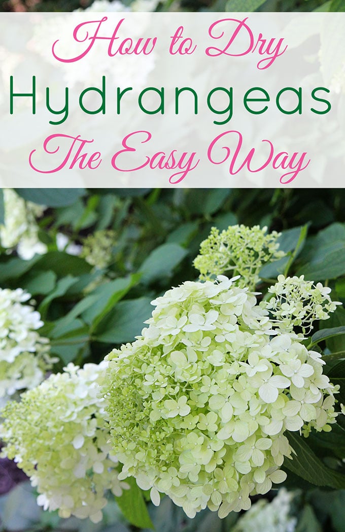 The Easy Way to Dry or Preserve Limelight Hydrangea Blossoms – Between Naps  on the Porch