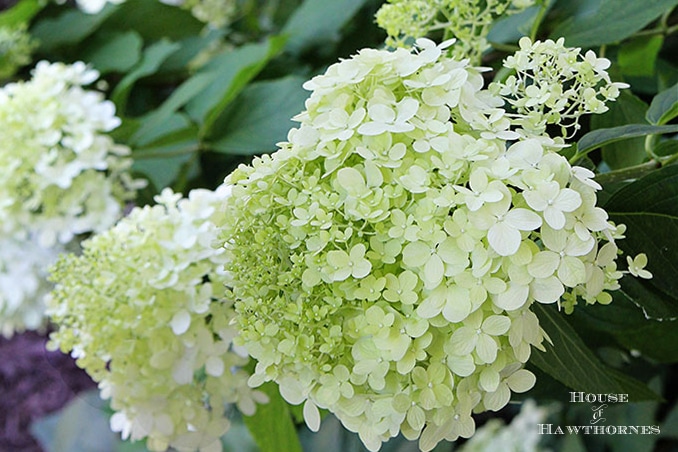 The Easy Way to Dry or Preserve Limelight Hydrangea Blossoms