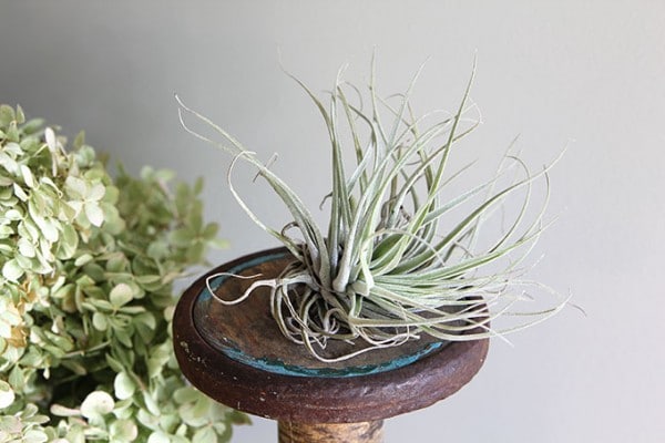 Caring For Air Plants (Tillandsia) - House of Hawthornes