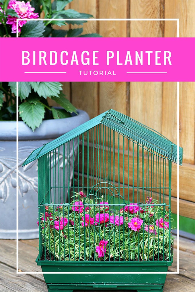 Planting flowers in a birdcage is a quick and easy DIY gardening project. This birdcage planter was repurposed from a parakeet cage found at a thrift store.