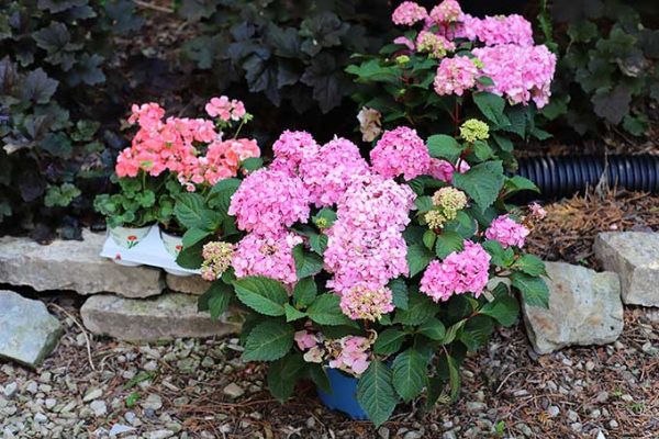 How To Grow Hydrangea In Pots - House of Hawthornes