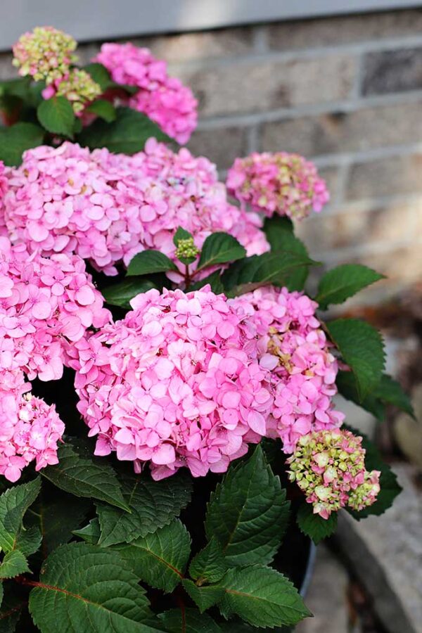 How To Grow Hydrangea In Pots House Of Hawthornes 4992