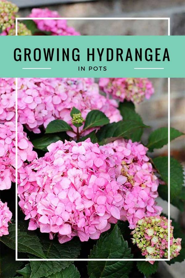 How To Grow Hydrangea In Pots - House Of Hawthornes