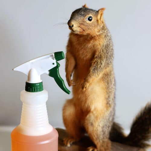 Homemade Squirrel Repellent Recipe 🐿️ - House Of Hawthornes