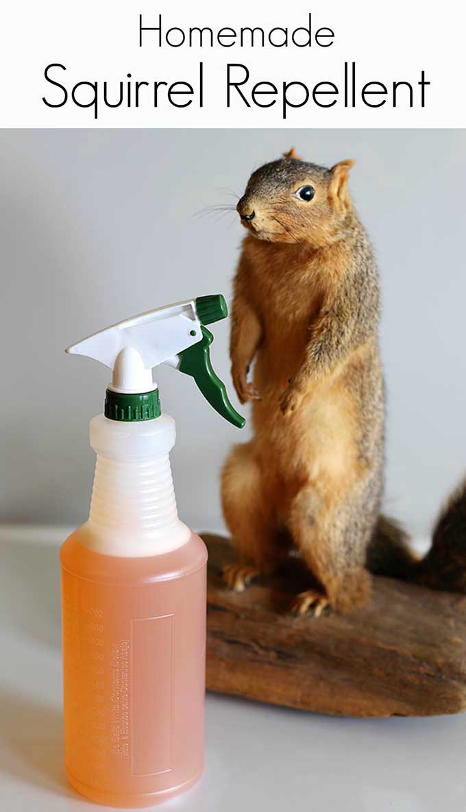 This easy to make homemade squirrel repellent spray will keep the critters away from you vegetable garden or outside fall decor.