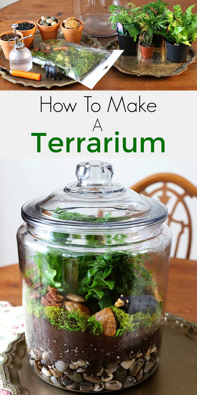 How to Make a Forest Terrarium