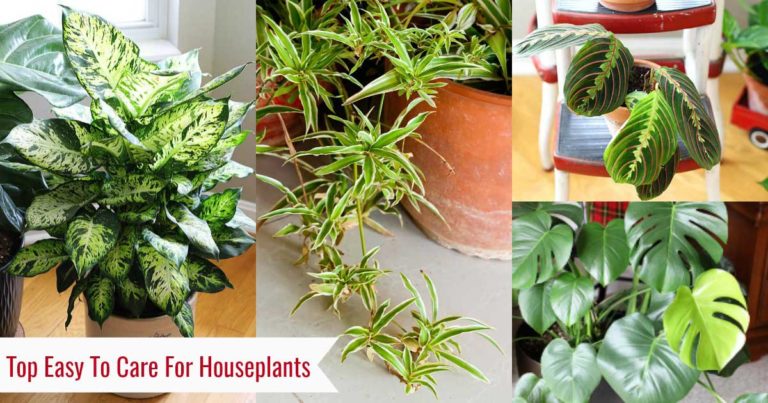 9 Easy To Care For Houseplants - House of Hawthornes