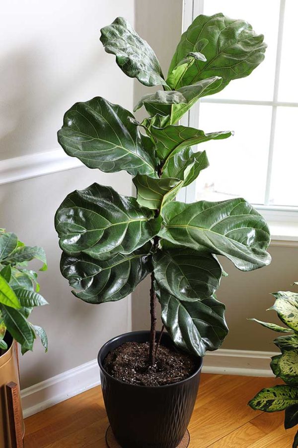 9 Easy To Care For Houseplants - House of Hawthornes