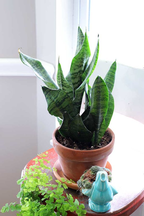 9 Easy To Care For Houseplants - House Of Hawthornes