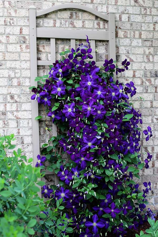 5 Simple Tips For Growing Clematis House of Hawthornes