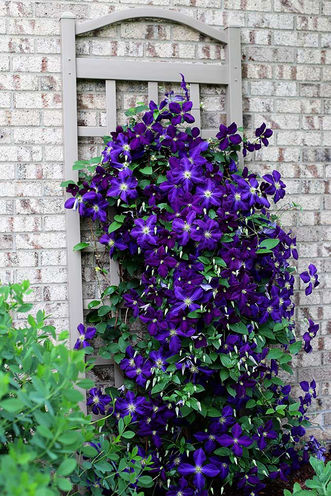 5 Simple Tips For Growing Clematis - House of