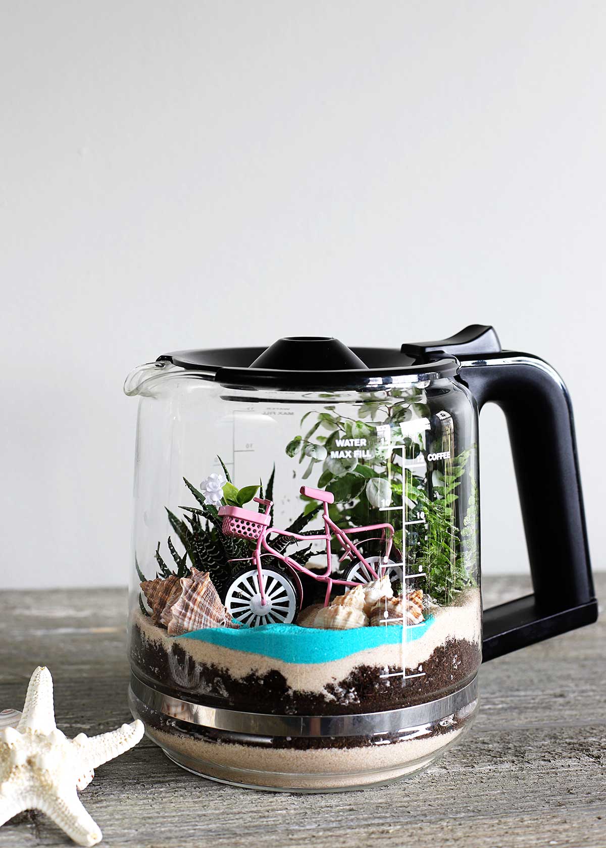 Coffee pot terrarium DIY upcycle project