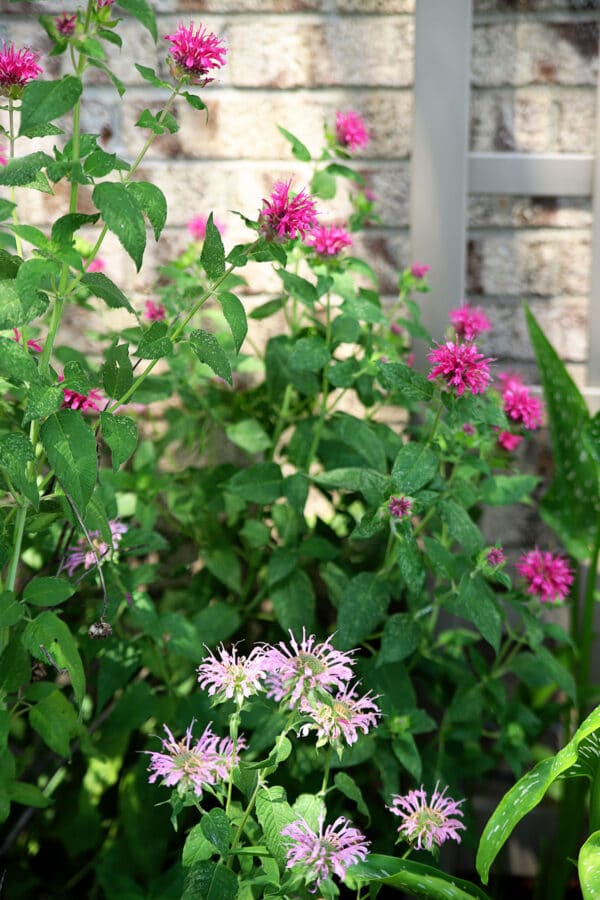uses for bee balm plant