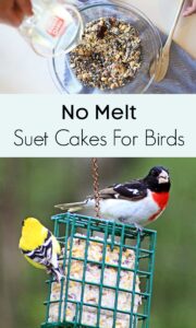 No Melt Suet Cakes For Birds - House of Hawthornes