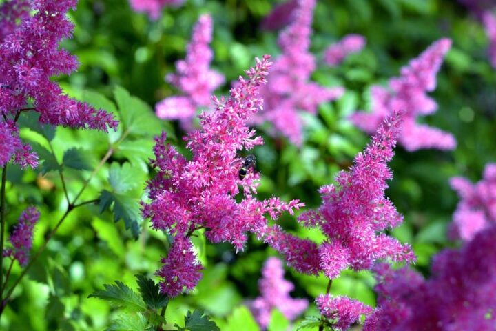 Shade Plants - the Best 10 Options for Your Shade Garden