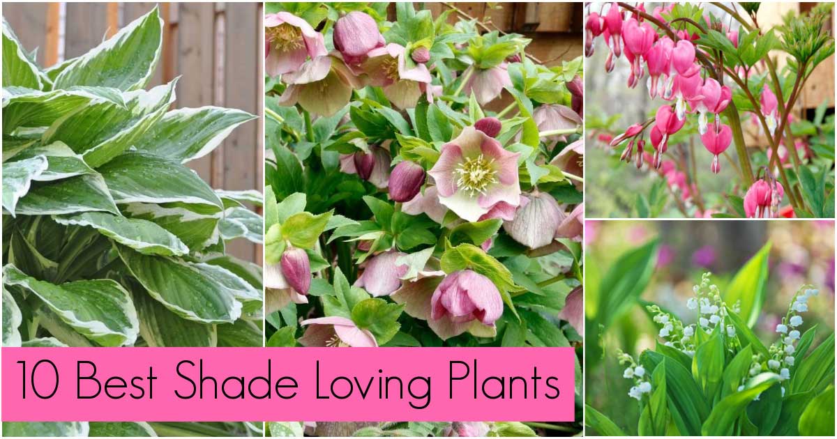 Shade Plants - the Best 10 Options for Your Shade Garden