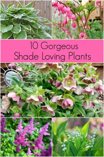 Shade Plants - the Best 10 Options for Your Shade Garden