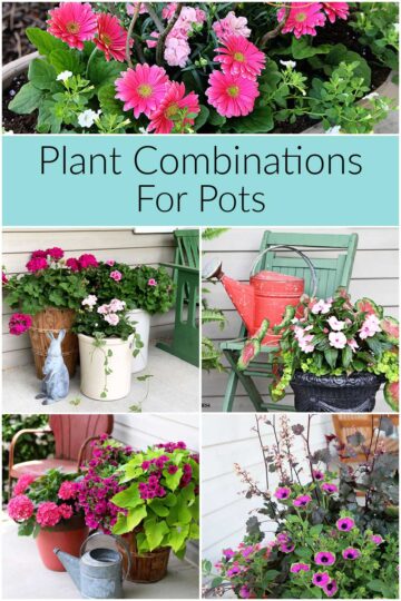 Favorite Plant Combinations For Container Gardens - House of Hawthornes