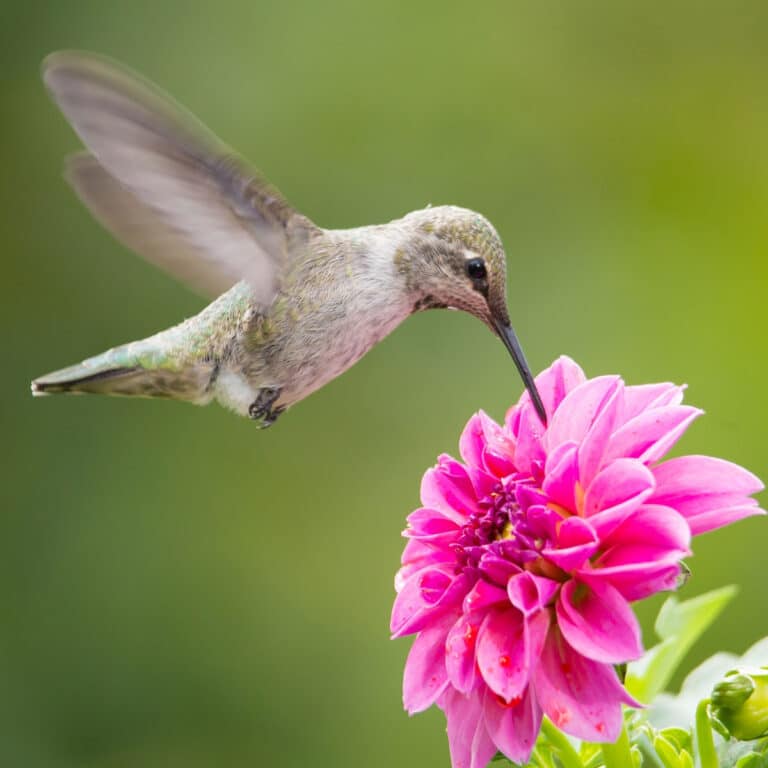 Best Homemade Hummingbird Nectar A Step By Step Guide   Homemade Hummingbird Nectar 768x768 